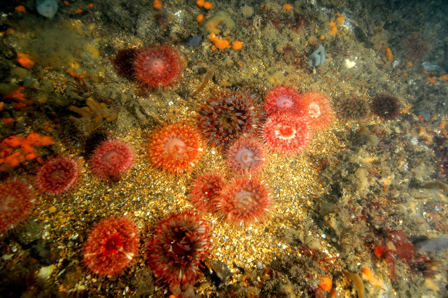  2022, Natural Power, Thanet, Benthic Survey